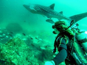 Whale Shark Scuba Diving