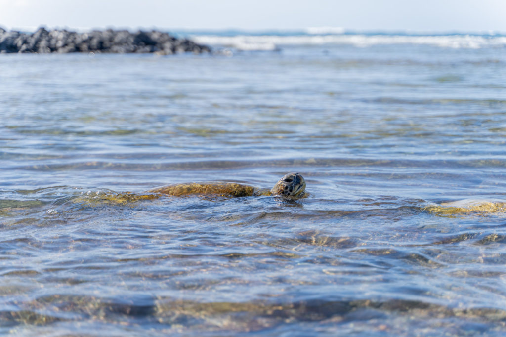 best beaches to visit on big island