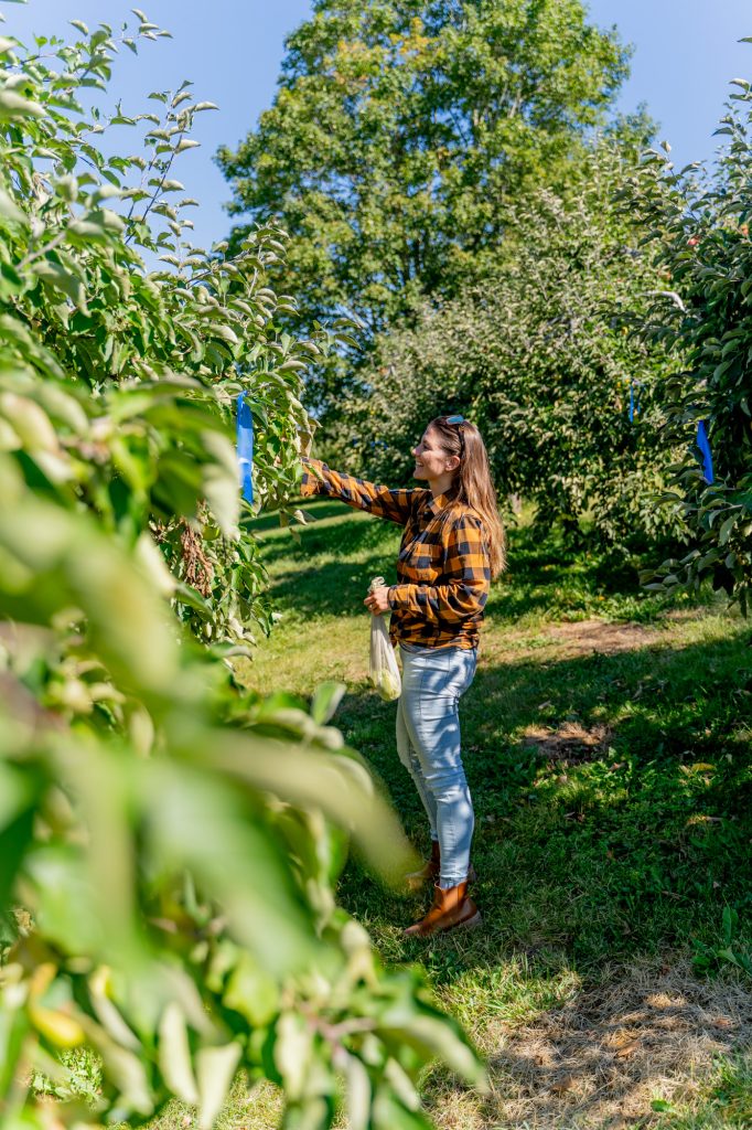 A woman in a yellow plaid shirt picking apples from a tree. 