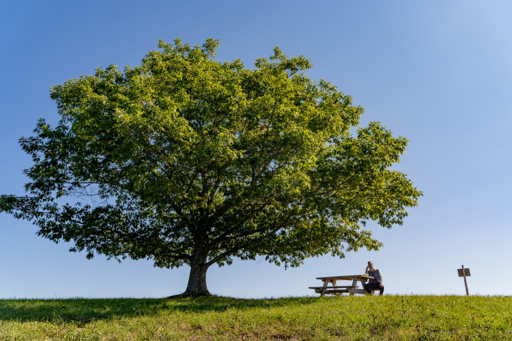 A big green, leafy tree on the grass with a picnic table under it and a man sitting on the bench seat.