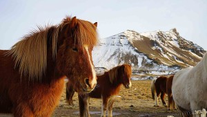 Just another reason why you should visit Iceland - in wintertime!