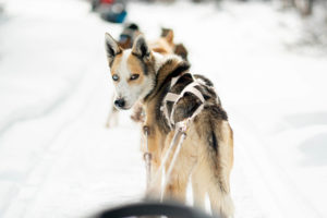 Saskatchewan Winter