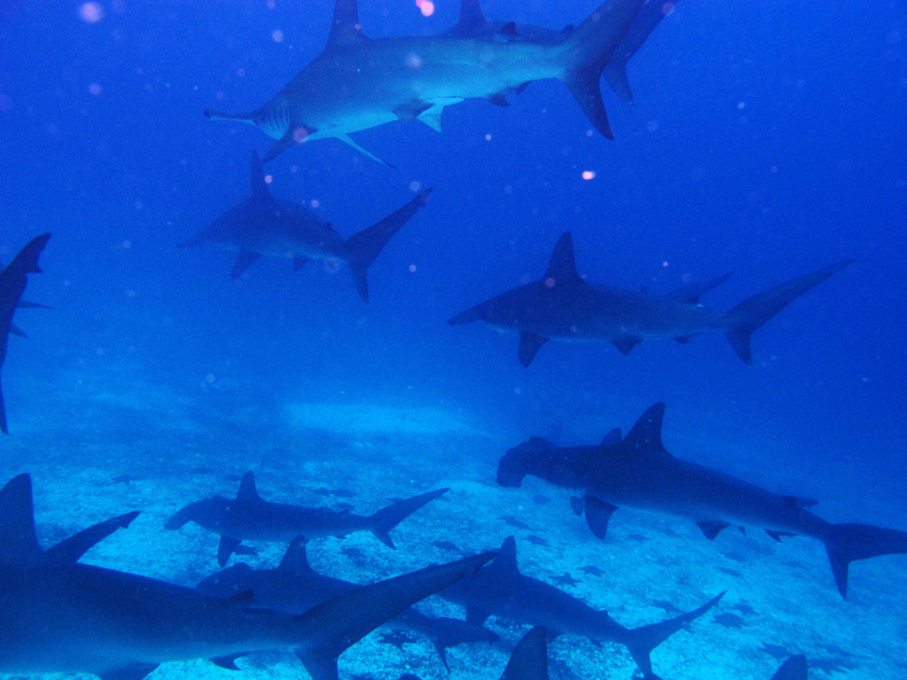 No day was a bad day in the Galapagos when you get to dive with these babies!