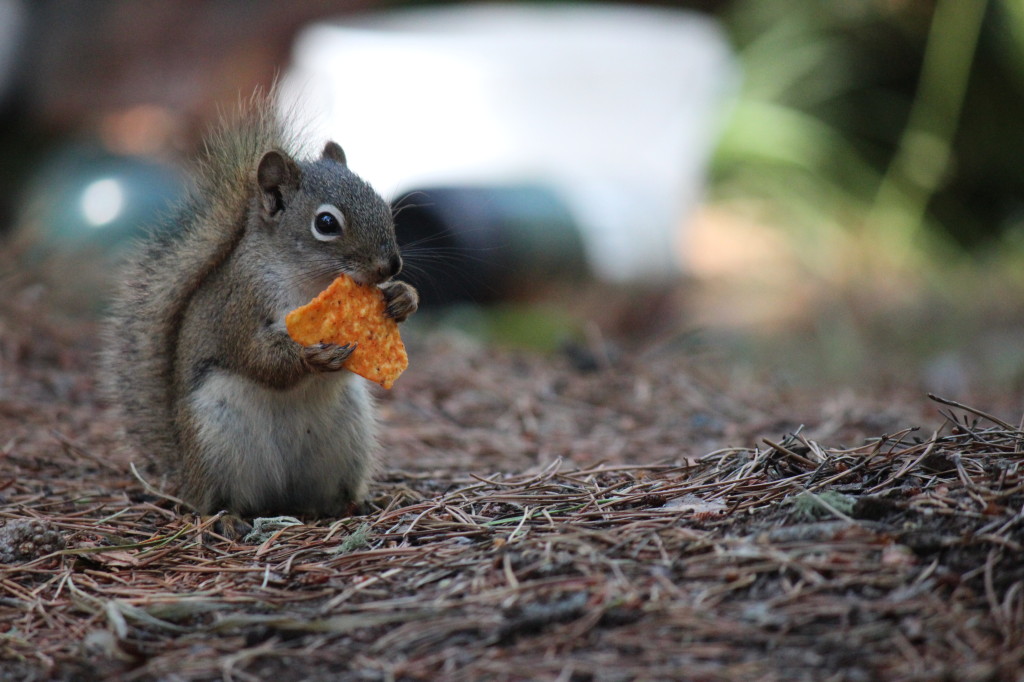 Squirrel with Dorito