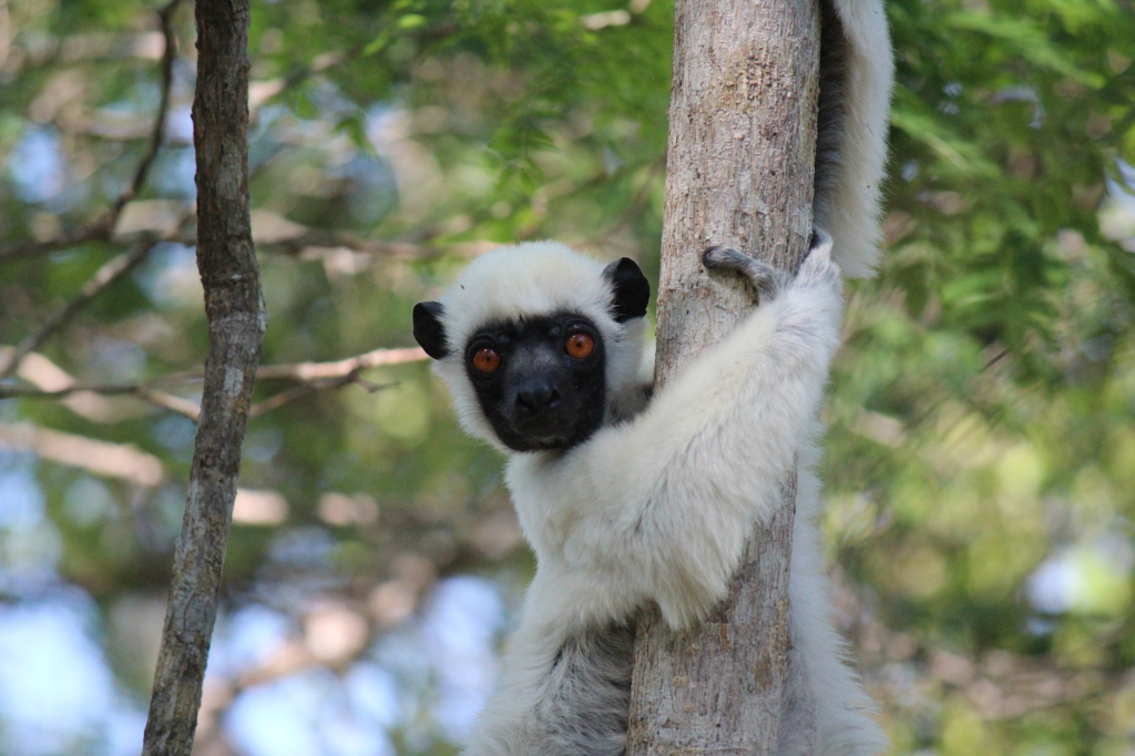 Fuzzy little lemurs are just one of a plethora of amazing endemic species on the island.