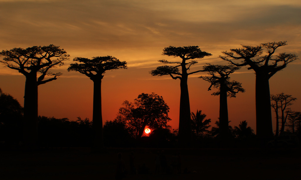 Allee des Baobab