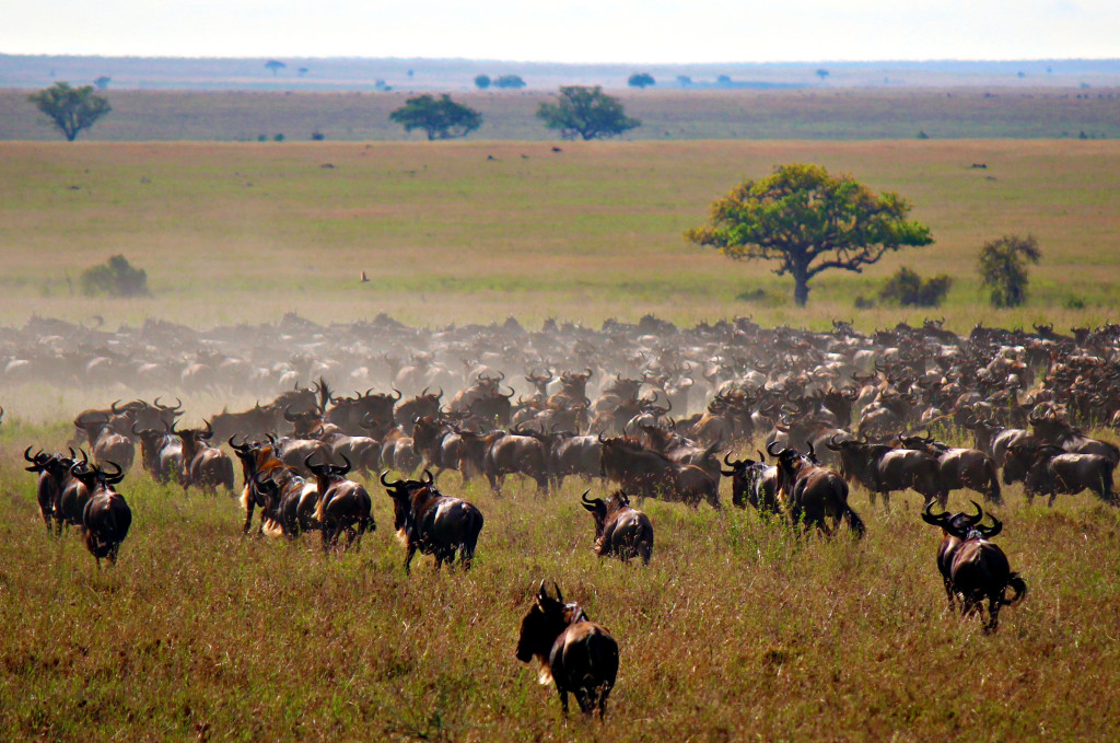 Wildebeest on Safari, The Serengeti