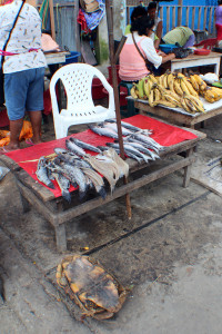 Turtle in Market