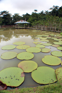 The world's largest water lily, the Victoria amazonica.