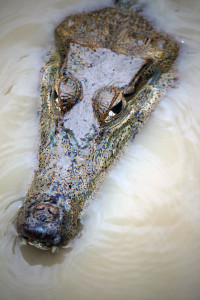 The head of giant caiman peaking above the water.