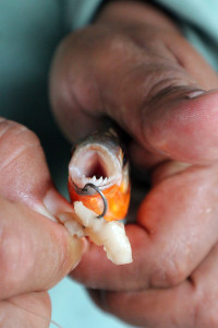 A close up of the very human-like teeth on the tiny piranha.
