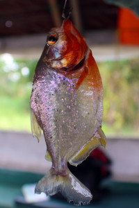 A pretty, purple-sparkled piranha
