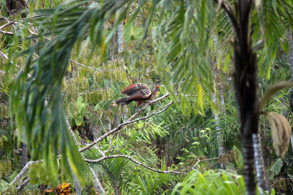 Peeking through the trees to a Hoatzin bird sitting on a branch.