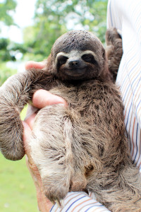 Baby Sloth. Love.