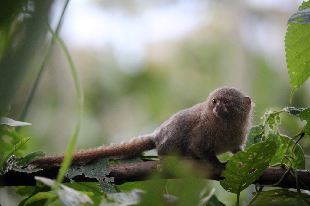 How cute is this adorable little pygmy marmoset? The smallest monkey in the world. And fast. It ran and jumped around the trees faster than a squirrel.