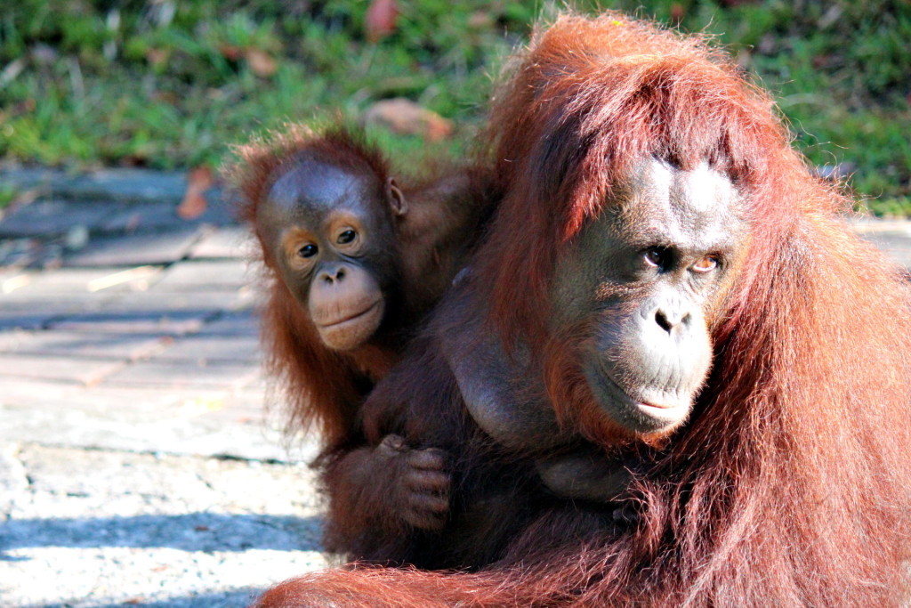 Orangutan