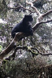 The cute little Speckled Bear right off the path. A bonus to taking our time while trekking - getting to enjoy nature.