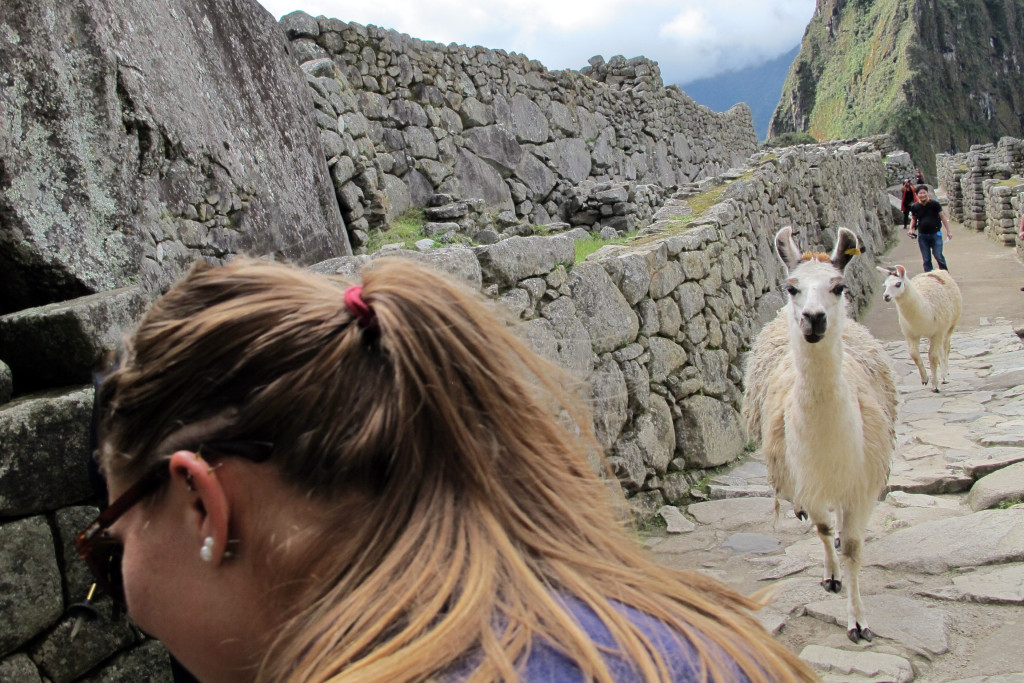 The llama hunting me down through the ruins of Machu Picchu. Not funny.