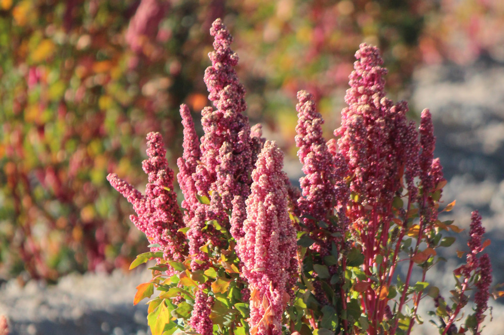 Quinoa