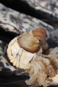 One of the poor dead barnacles on the whale. Kinda cool as it died outside of it's shell.