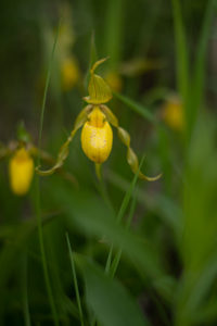 Yellow Lady Slipper