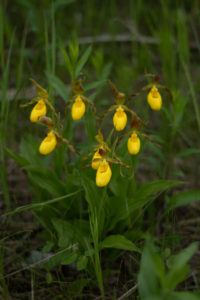 Yellow Lady Slipper