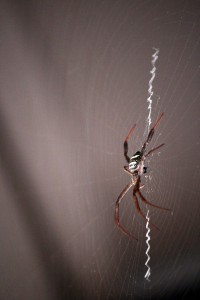 IMG_4883